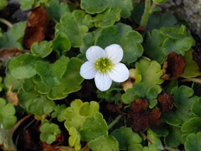 Saxifraga granulata